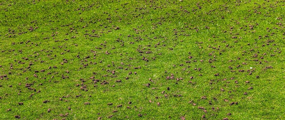 Aerated Lawn With Core Plugs Left