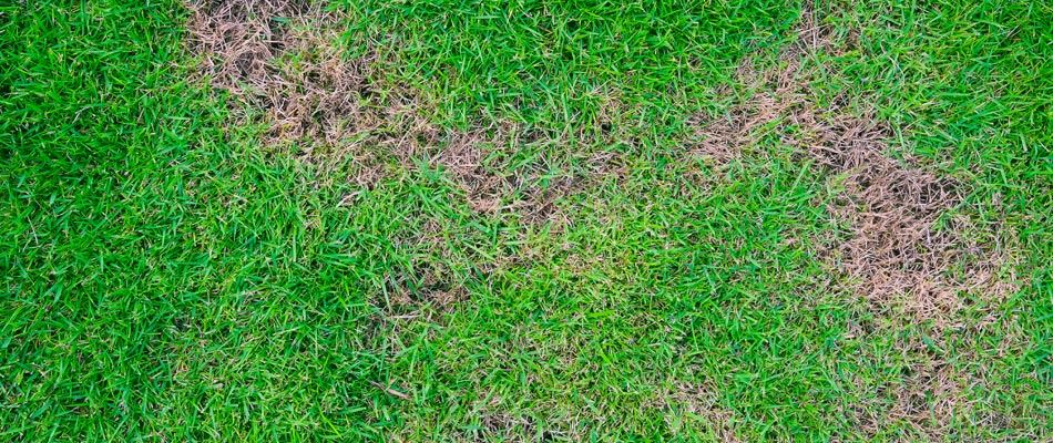 Brown Patch Lawn Disease