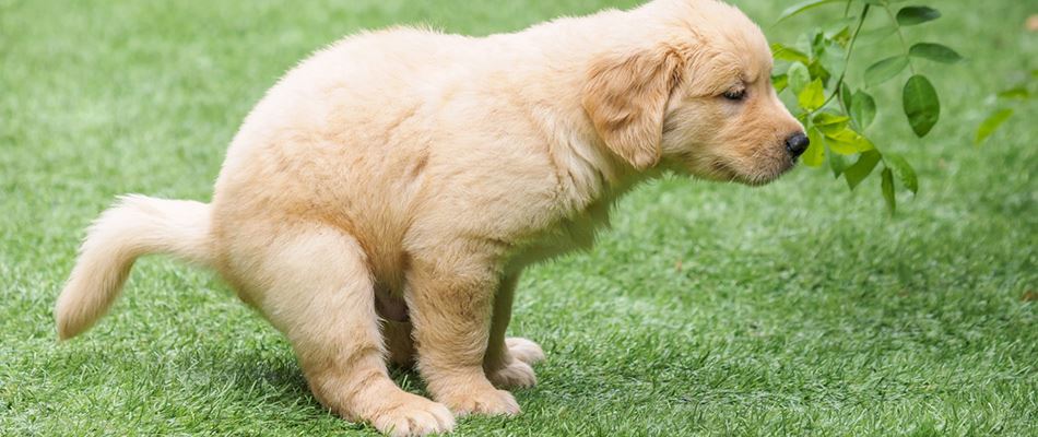 Dog Pooping In Lawn