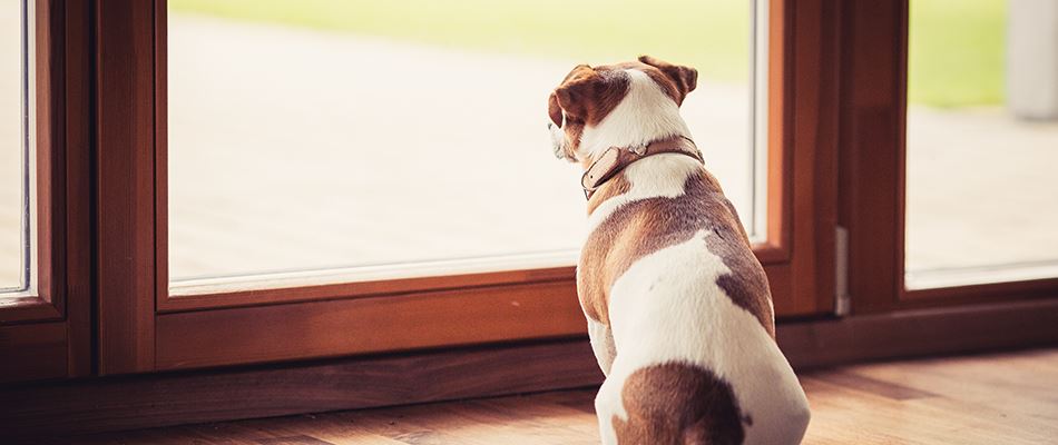 Dog Waiting From Inside For Lawn To Be Dried From Treatment