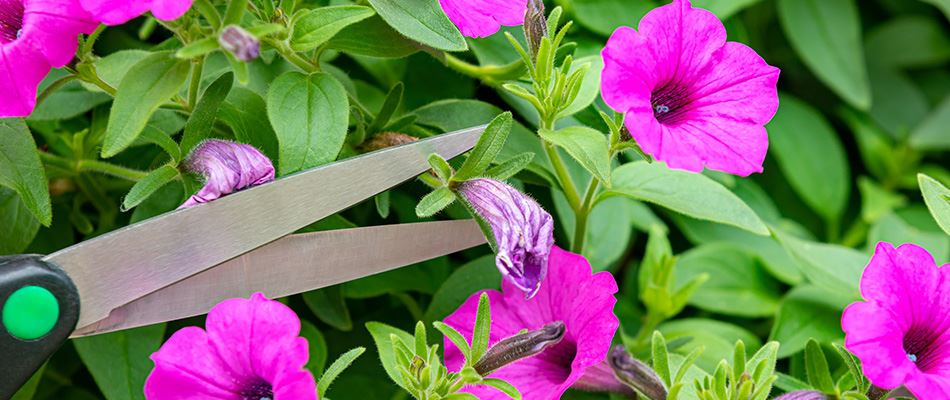 Flower Being Trimmed By Professional