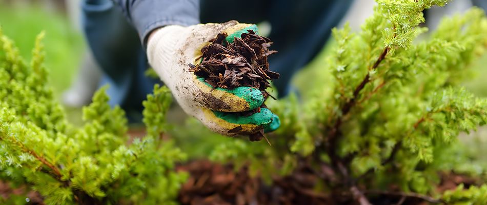 Gloved Professional Adding Mulch To Landscape Bed