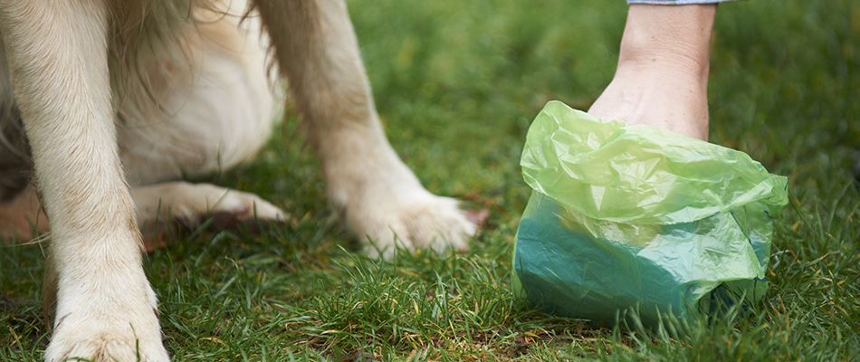 Homeowner Picking Up Dog Waste In Lawn