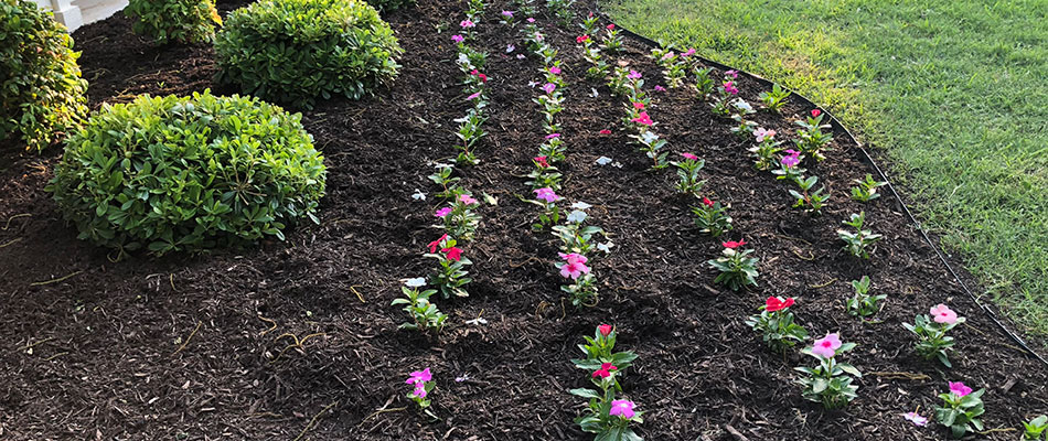 Mulch And Plantings Added To Landscape Bed