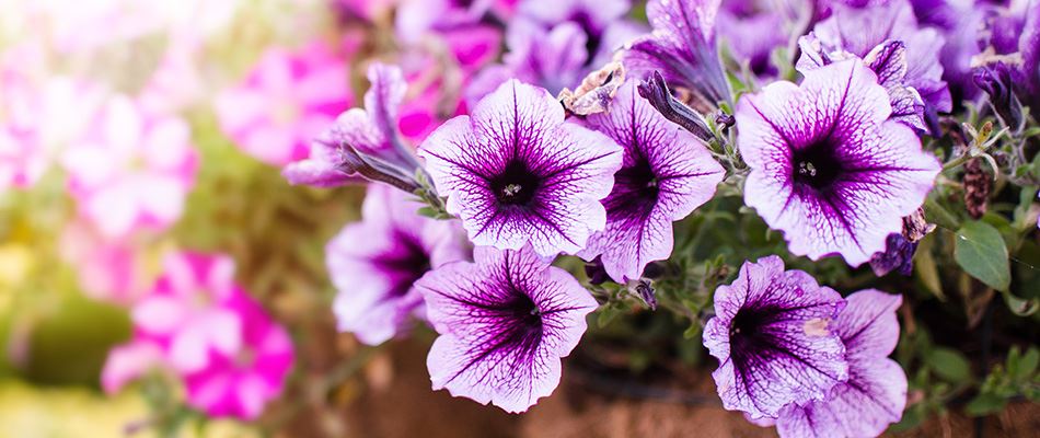 Petunia Flowers Blooming