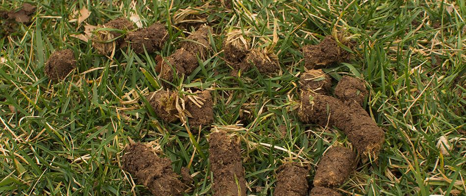 Pile Of Cores on a Lawn