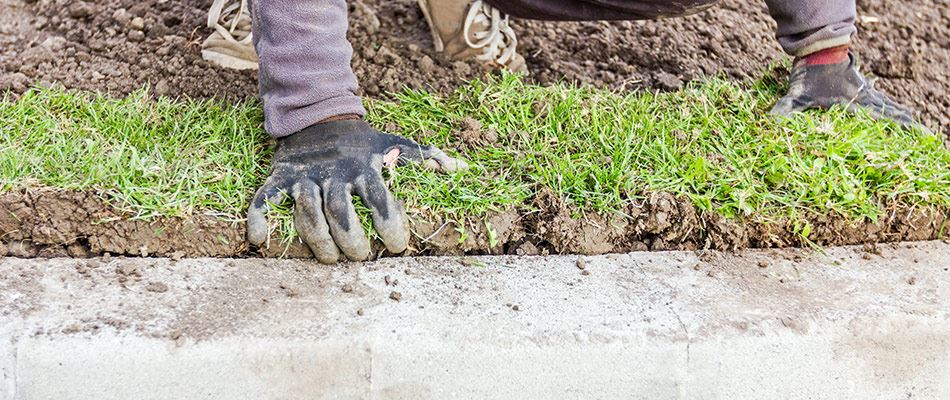 Professional Installing Sod To Property