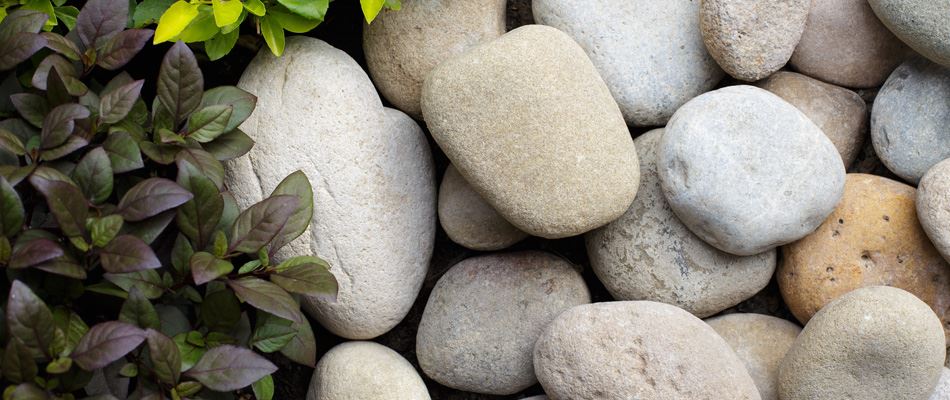 Content River Rock Beside Plantings