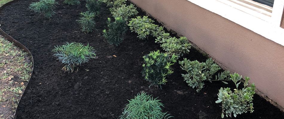 Mulch added to a landscape bed in White Settlement, TX.