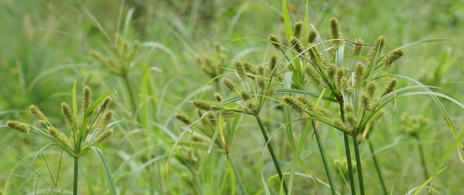 Nutsedge weeds in a lawn in Lake Worth, TX.